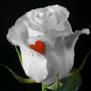 Meet your Posher, Stewart